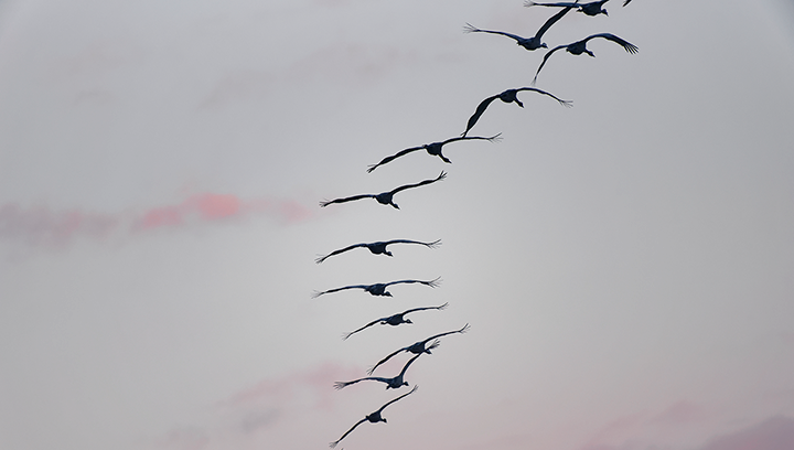 Migration à l'entrée de la vallée